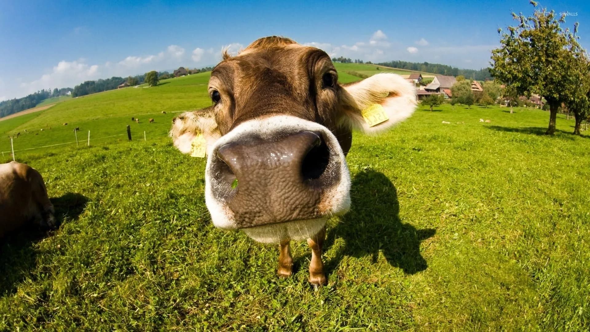 cow